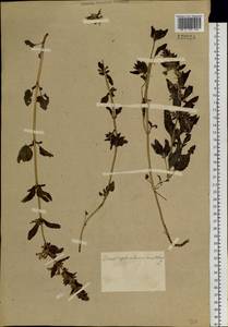 Dracocephalum nutans L., Siberia, Altai & Sayany Mountains (S2) (Russia)