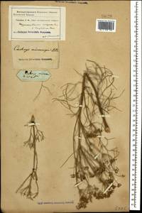 Bilacunaria microcarpa (M.Bieb.) Pimenov & V.N.Tikhom., Caucasus (no precise locality) (K0)