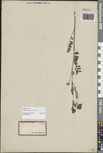 Hedysarum cretaceum Fisch. ex DC., Western Europe (EUR) (Not classified)