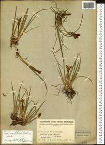 Iris uniflora Pall. ex Link, Siberia, Baikal & Transbaikal region (S4) (Russia)