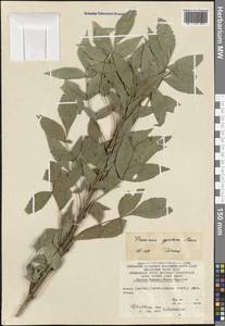 Fraxinus angustifolia subsp. syriaca (Boiss.) Yalt., Caucasus, Armenia (K5) (Armenia)