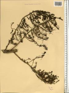 Suaeda altissima (L.) Pall., Eastern Europe, Central region (E4) (Russia)