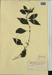 Parietaria officinalis L., Western Europe (EUR) (Not classified)