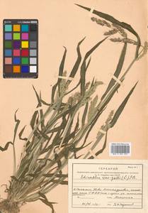 Echinochloa crus-galli (L.) P.Beauv., Siberia, Russian Far East (S6) (Russia)