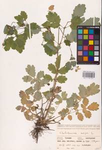 Chelidonium majus L., Eastern Europe, Middle Volga region (E8) (Russia)