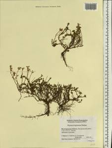 Thymus kirgisorum Dubj., Eastern Europe, Lower Volga region (E9) (Russia)