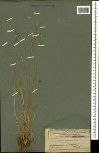 Aegilops cylindrica Host, Caucasus, Azerbaijan (K6) (Azerbaijan)