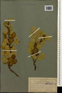 Cotoneaster integerrimus Medik., Caucasus, Armenia (K5) (Armenia)