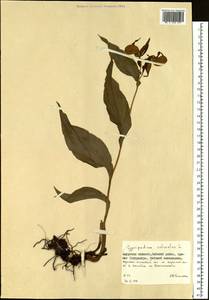 Cypripedium calceolus L., Siberia, Russian Far East (S6) (Russia)