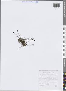 Saxifraga hyperborea R.Br., Siberia, Yakutia (S5) (Russia)