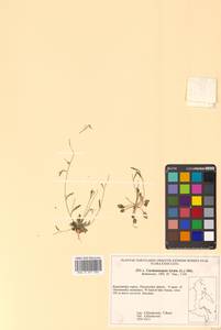 Arabidopsis lyrata subsp. kamchatica (Fisch. ex DC.) O'Kane & Al-Shehbaz, Siberia, Chukotka & Kamchatka (S7) (Russia)