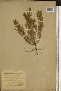 Spirobassia hirsuta (L.) Freitag & G. Kadereit, Eastern Europe, Rostov Oblast (E12a) (Russia)