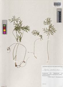 Thysselinum palustre (L.) Hoffm., Siberia, Altai & Sayany Mountains (S2) (Russia)