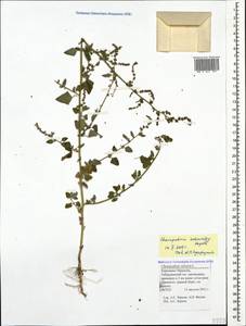 Chenopodium sosnowskyi Kapeller, Caucasus, Stavropol Krai, Karachay-Cherkessia & Kabardino-Balkaria (K1b) (Russia)