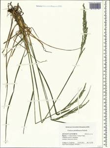 Festuca orientalis (Boiss.) B.Fedtsch., Crimea (KRYM) (Russia)