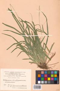 Carex sylvatica Huds., Eastern Europe, Eastern region (E10) (Russia)