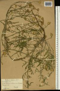 Centaurea arenaria M.Bieb. ex Willd., Eastern Europe, Lower Volga region (E9) (Russia)
