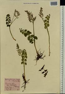 Botrychium lunaria (L.) Sw., Eastern Europe, North-Western region (E2) (Russia)