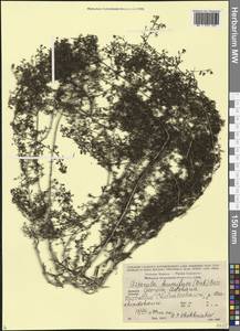 Galium humifusum M.Bieb., Caucasus, Georgia (K4) (Georgia)