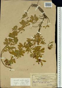 Trifolium lupinaster L., Siberia, Russian Far East (S6) (Russia)