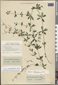 Galium triflorum Michx., Siberia, Russian Far East (S6) (Russia)