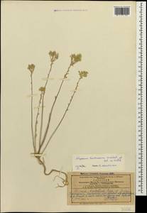 Odontarrhena tortuosa (Waldst. & Kit. ex Willd.) C.A.Mey., Caucasus, Azerbaijan (K6) (Azerbaijan)