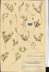 Leptaleum filifolium (Willd.) DC., Middle Asia, Western Tian Shan & Karatau (M3) (Kazakhstan)