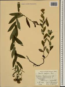 Pentanema salicinum subsp. asperum (Poir.) Mosyakin, Caucasus, Stavropol Krai, Karachay-Cherkessia & Kabardino-Balkaria (K1b) (Russia)