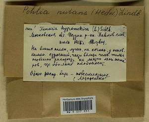 Pohlia nutans (Hedw.) Lindb., Bryophytes, Bryophytes - Moscow City & Moscow Oblast (B6a) (Russia)