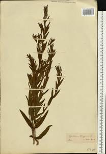 Epilobium tetragonum L., Eastern Europe, Lower Volga region (E9) (Russia)