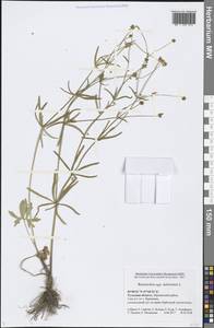 Ranunculus auricomus L., Eastern Europe, Central region (E4) (Russia)