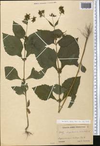 Sigesbeckia orientalis L., Middle Asia, Western Tian Shan & Karatau (M3) (Uzbekistan)