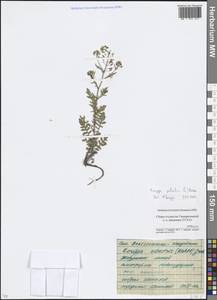 Rorippa sylvestris (L.) Besser, Eastern Europe, Moscow region (E4a) (Russia)