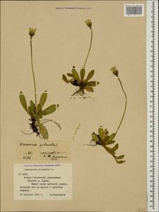 Pilosella officinarum Vaill., Caucasus, North Ossetia, Ingushetia & Chechnya (K1c) (Russia)