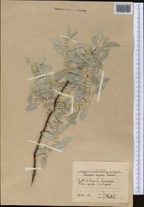 Elaeagnus angustifolia subsp. angustifolia, Middle Asia, Western Tian Shan & Karatau (M3) (Uzbekistan)