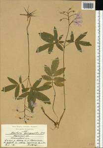 Cardamine quinquefolia (M. Bieb.) Schmalh., Eastern Europe, Central region (E4) (Russia)