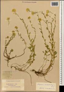 Alyssum trichostachyum Rupr., Caucasus, Krasnodar Krai & Adygea (K1a) (Russia)