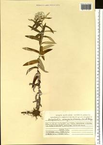Anaphalis margaritacea (L.) Benth., Siberia, Chukotka & Kamchatka (S7) (Russia)