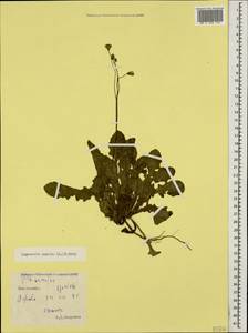 Crepis sancta subsp. sancta, Caucasus, South Ossetia (K4b) (South Ossetia)