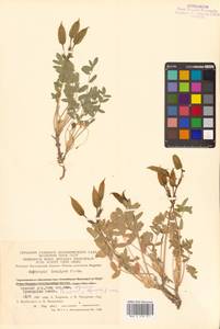 Oxytropis exserta Jurtzev, Siberia, Chukotka & Kamchatka (S7) (Russia)