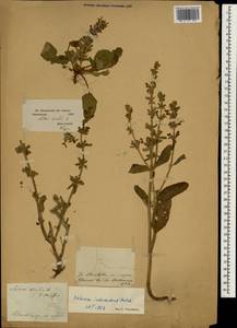 Salvia viridis L., South Asia, South Asia (Asia outside ex-Soviet states and Mongolia) (ASIA) (Syria)