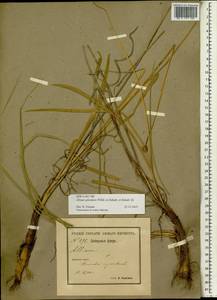 Allium splendens Willd. ex Schult. & Schult.f., Siberia, Baikal & Transbaikal region (S4) (Russia)