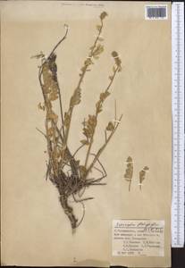 Astragalus platyphyllus Kar. & Kir., Middle Asia, Pamir & Pamiro-Alai (M2) (Tajikistan)