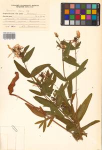 Hypericum ascyron subsp. gebleri (Ledeb.) N.Robson, Siberia, Russian Far East (S6) (Russia)