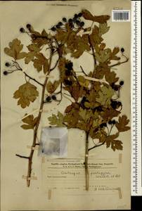 Crataegus pentagyna Waldst. & Kit. ex Willd., Caucasus, Azerbaijan (K6) (Azerbaijan)