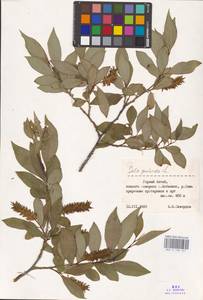Salix pentandra L., Siberia, Altai & Sayany Mountains (S2) (Russia)