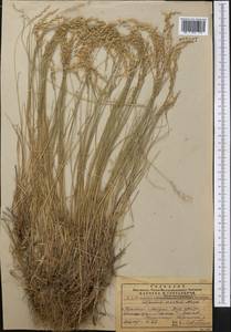 Catabrosella humilis (M.Bieb.) Tzvelev, Middle Asia, Pamir & Pamiro-Alai (M2) (Turkmenistan)