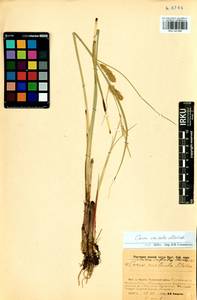Carex vesicata Meinsh., Siberia, Baikal & Transbaikal region (S4) (Russia)