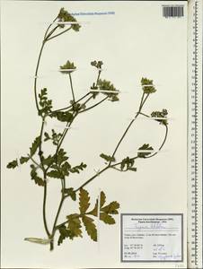 Turgenia latifolia (L.) Hoffm., South Asia, South Asia (Asia outside ex-Soviet states and Mongolia) (ASIA) (Turkey)