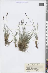 Carex bigelowii Torr. ex Schwein., Eastern Europe, Northern region (E1) (Russia)